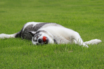 Malamute Dog Playing Ball © Alaskajade