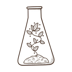 Plant growing in a chemical flask.