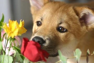 花の匂いを嗅ぐ子犬 © sae9