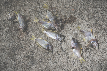 dried fishes