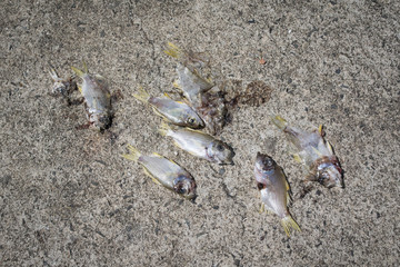 dried fishes