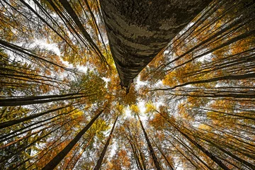 Selbstklebende Fototapete Bäume autumnal forest