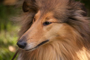 Fototapeta premium Dog in the park