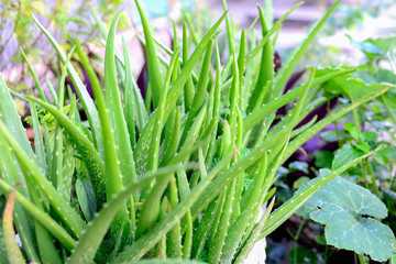 Aloe