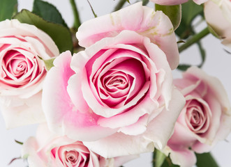 white and pink rose