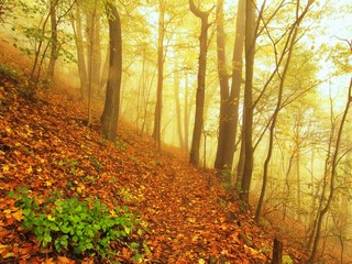 Steps in golden autumn forest, tourist footpath.
