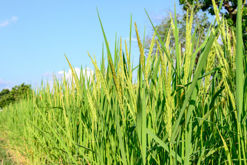 Paddy rice