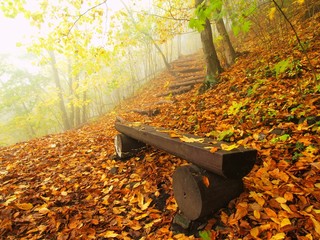 The autumn misty and sunny daybreak at beech forest