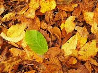 Autumn park ground with colorful carpet. Big bright leaf
