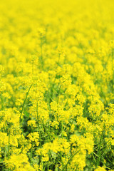 Obraz premium Beautiful rape in the field