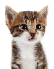 Obraz premium Cute little kitten, isolated on white
