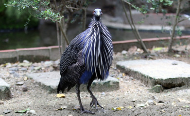 冠鳥
