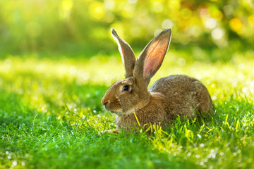 Brown rabbit sitting in grass
