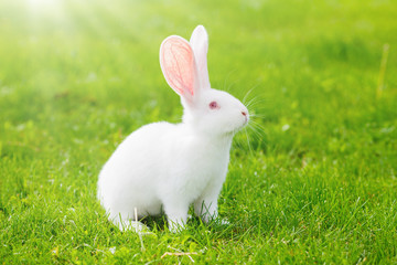 Naklejka premium White rabbit sitting in grass