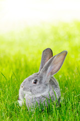 Gray rabbit in green grass