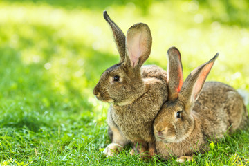 Fototapeta premium Pair of rabbits sitting in grass