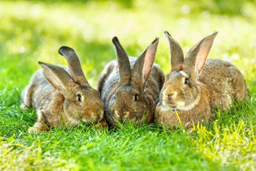 Naklejka premium Three brown rabbits