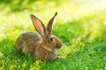 Fototapeta premium Brown rabbit sitting in grass