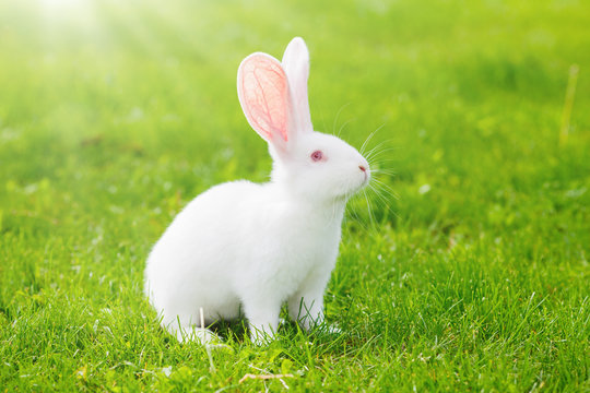 White rabbit sitting in grass