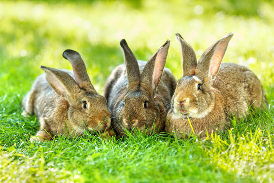 Three brown rabbits