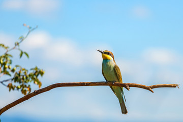 European bee-eater (Merops apiaster)