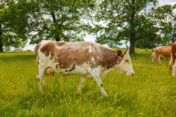 Fototapeta na wymiar Brown cow walking on the field