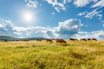 Crédence de cuisine en verre imprimé Vache Troupeau de vaches paissant sur un terrain ensoleillé
