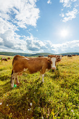 Herd of cows grazing on sunny field