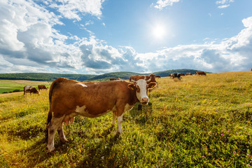 Herd of cows grazing on sunny field