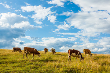 Kudde koeien grazen op veld