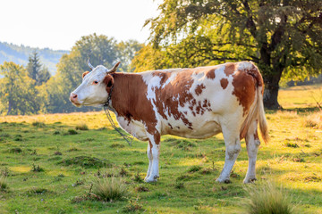 Fototapeta na wymiar Brown cow near the forest