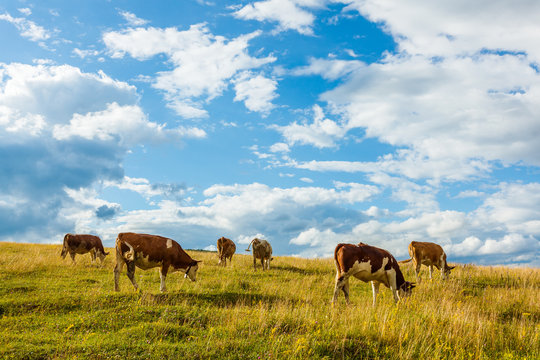 Herd of cows grazing on field