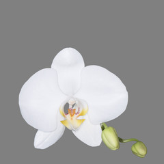 White Orchid flower isolated