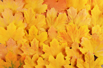 Naklejka na ściany i meble Bright background made of autumn leaves