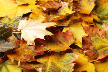Naklejka na ściany i meble Beautiful autumn leaves background