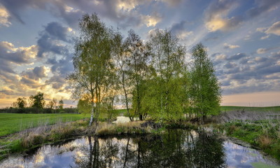 Krajobraz wiejski, młode zboże © janmiko