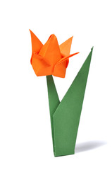 Obraz premium Origami tulip over white