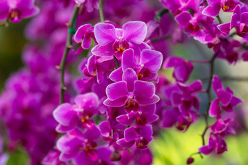 Fototapeta na wymiar orchid flower - beauty in nature