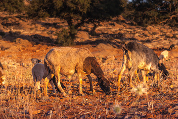 Morrocan goats in the field