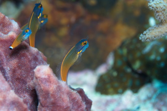 Poisson blennie &agrave; t&ecirc;te bleu