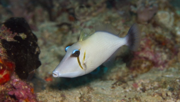 Poisson baliste car&egrave;ne