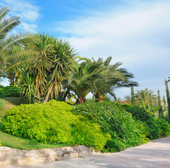 Fototapeta na wymiar Tropical palm trees in a beautiful park