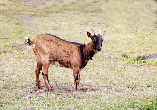 brown goat grazing on a meadow