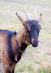 brown goat grazing on a meadow