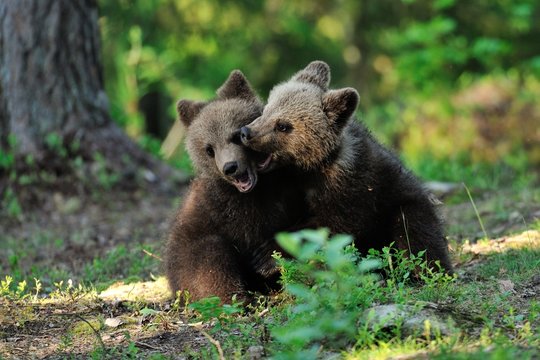 Brown Bear Cubs Playing In The Forest