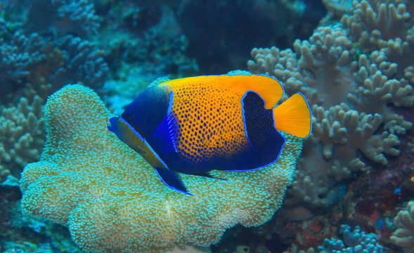 Poisson Ange a t&ecirc;te bleue