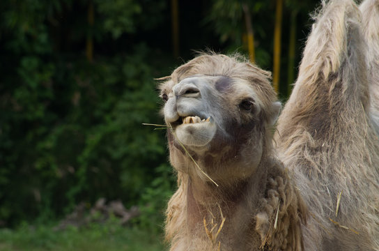 Camel eating grass