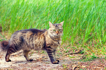 Siberian cat walking on the dirt road