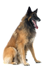 belgian shepherd tervueren