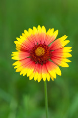 yellow-red field flower